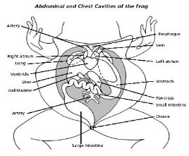 frog dissection lab report 33a answers