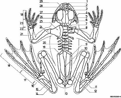 Dissection Labeling Guide